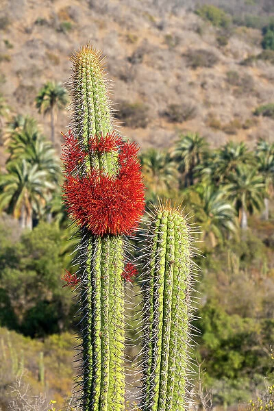 Detail of blooming cactus on sunny day at Sector Palmas de Ocoa, La Campana National Park, Cordillera De La Costa, Quillota Province, Valparaiso Region, Chile