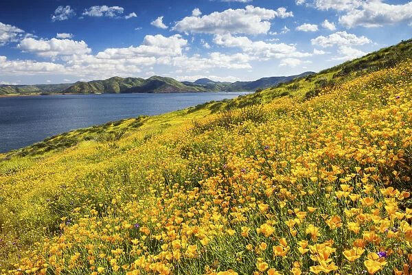Blooming Carpets of Wildflowers, Diamond Valley Lake, Hemet, California, USA