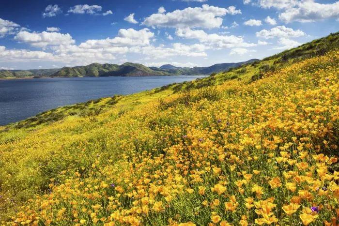 Framed Print : Blooming Carpets of Wildflowers, Diamond Valley Lake, Hemet, California, USA