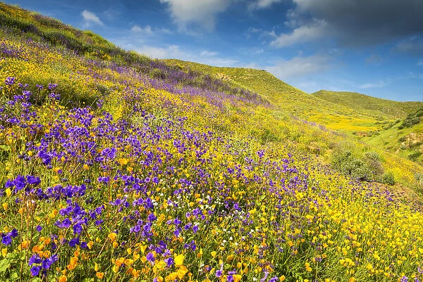 Blooming Carpets of Wildflowers in Walker Canyon, Lake Elsinore, California, USA