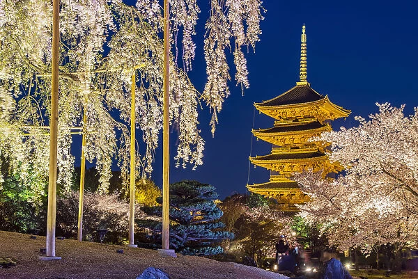 Blooming cherry tree illuminated at night with pagoda of Toji Temple behind, Kyoto, Japan