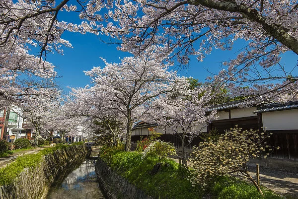 Blooming cherry trees in springtime along the Tetsugaku-no-Michi or Path of Philosophy