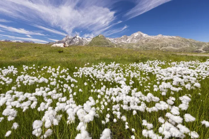 Framed Print : Blooming Cottongrass flowers (Eriophorum), Montespluga, Madesimo, Sondrio province Framed Print : Blooming Cottongrass flowers (Eriophorum), Montespluga, Madesimo, Sondrio province