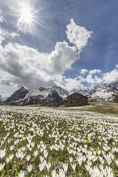 Blooming of crocus at Alpe dell Oro in spring. Valmalenco. Valtellina. Lombardy