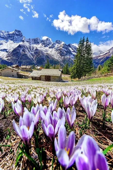 Framed Print : Blooming crocus flowers fields on mountain meadows in spring, Valmalenco, Sondrio province, Valtellina, Lombardy, Italy Framed Print : Blooming crocus flowers fields on mountain meadows in spring, Valmalenco, Sondrio province, Valtellina, Lombardy, Italy