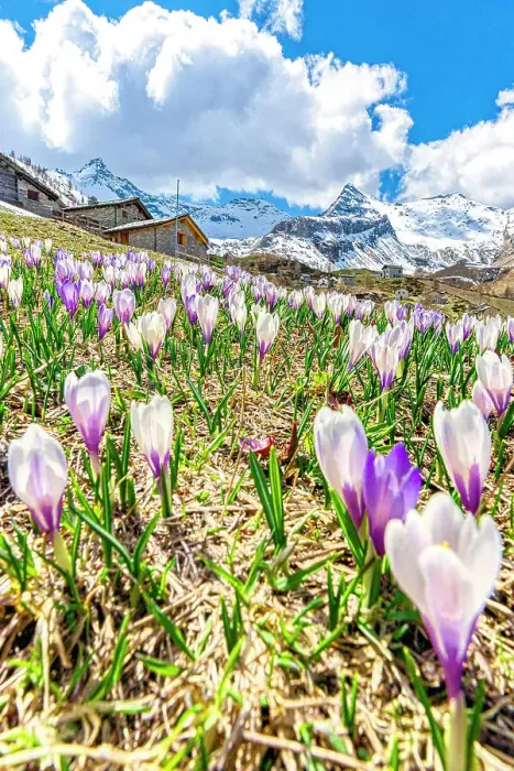 Framed Print : Blooming crocus flowers on a mountain meadow at spring, Alpe Morone, Campodolcino, Valle Spluga, Valtellina, Lombardy, Italy Framed Print : Blooming crocus flowers on a mountain meadow at spring, Alpe Morone, Campodolcino, Valle Spluga, Valtellina, Lombardy, Italy