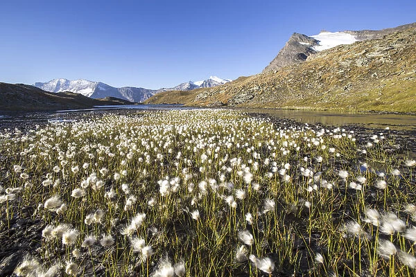 Blooming of eriofori on Levanne mountains. Gran Paradiso national park. Graian Alps