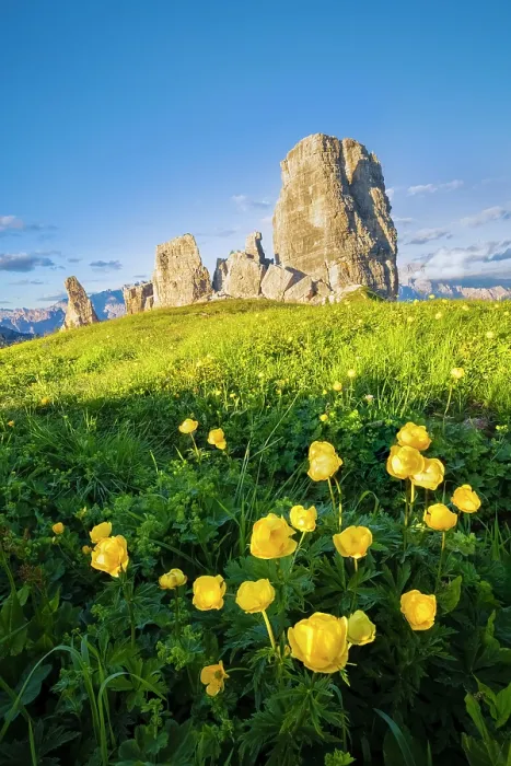 Framed Print : blooming flowers at the Cinque Torri peak in summer at sunset. Cortina d'Ampezzo, Belluno Province, Veneto District, Italy Framed Print : blooming flowers at the Cinque Torri peak in summer at sunset. Cortina d'Ampezzo, Belluno Province, Veneto District, Italy