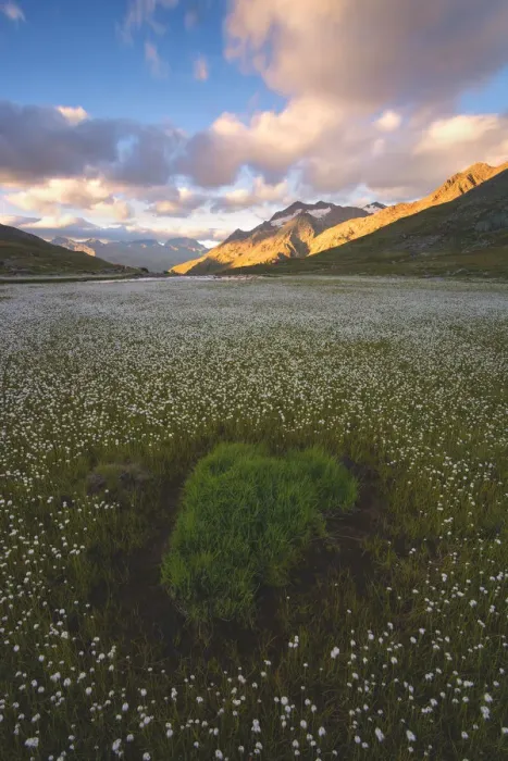 Framed Print : Blooming in Gavia pass, Brescia province, Lombardy district, Italy, Europe Framed Print : Blooming in Gavia pass, Brescia province, Lombardy district, Italy, Europe