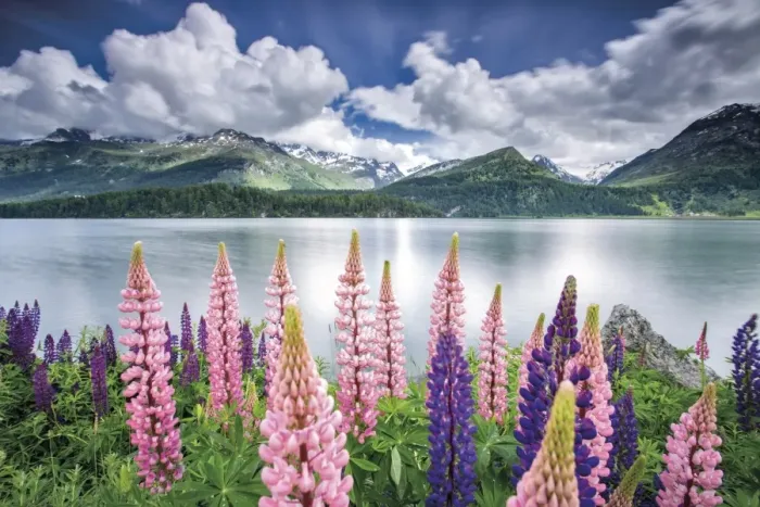 Framed Print : Blooming of lupins on the shores of Lake Sils Framed Print : Blooming of lupins on the shores of Lake Sils