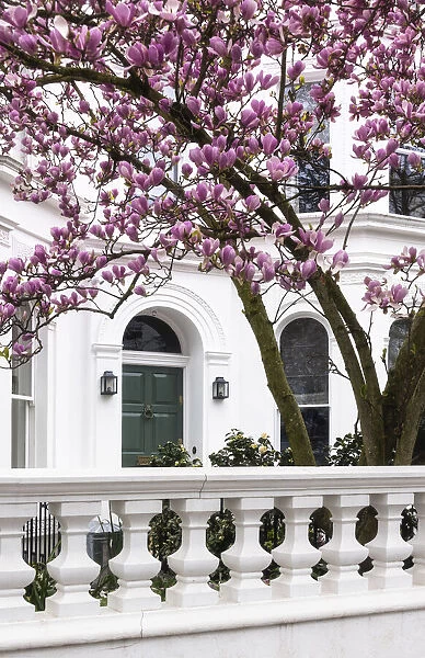 Blooming magnolia tree in Kensinton, London, England