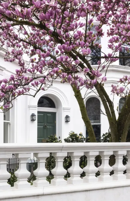 Framed Print : Blooming magnolia tree in Kensinton, London, England