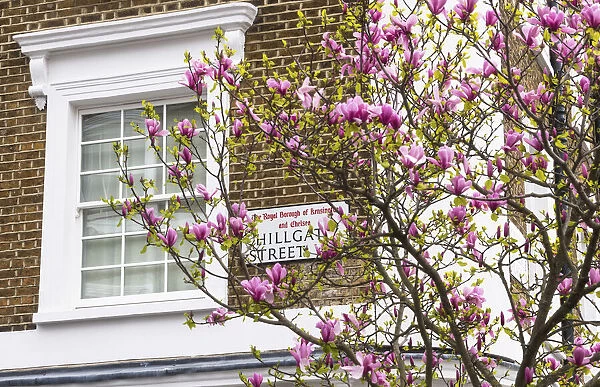 Blooming magnolia tree in Kensinton, London, England
