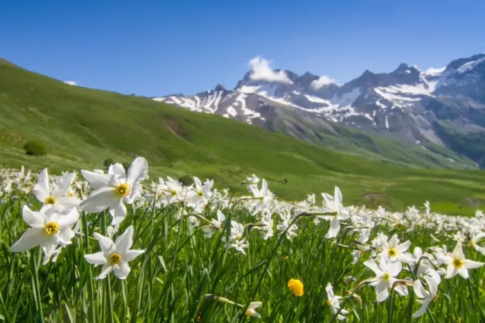 Framed Print : Blooming meadow of Narcissus at col du Lautaret in France