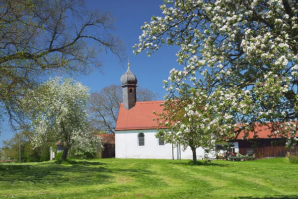 Blooming orchard and chapel in Pfaffing, Upper Bavaria, Bavaria, Germany, Europe