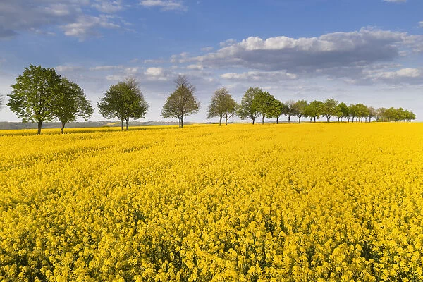 Blooming rape field with avenue, Bad Kostritz, Thuringia, Germany, Europe