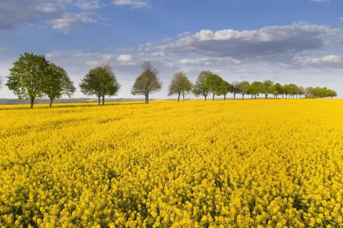 Framed Print : Blooming rape field with avenue, Bad Kostritz, Thuringia, Germany, Europe