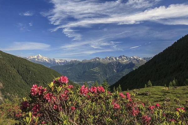 Blooming of rhododendrons surrounded by green meadows Orobie Alps Arigna Valley Sondrio