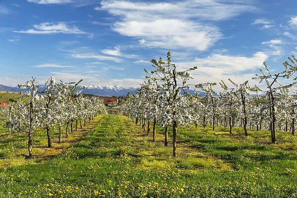 Blooming season of fruit trees near Kressbronn with a view to theSwiss Alps, Swabia, Baden-Wuerttemberg, Germany