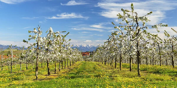 Blooming season of fruit trees near Kressbronn with a view to theSwiss Alps, Swabia, Baden-Wuerttemberg, Germany