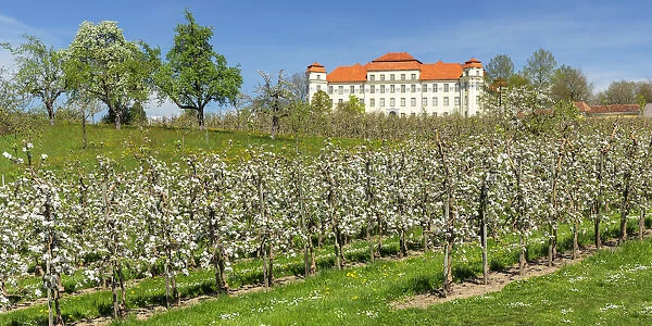 Blooming season of fruit trees in Tettnang with Neues Schloss Castle, Lake Constance, Upper Swabia, Baden Wurttemberg, Germany