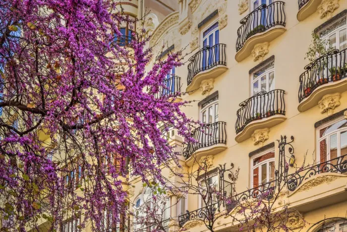 Framed Print : Blooming tree in a street of Valencia, Spain Framed Print : Blooming tree in a street of Valencia, Spain