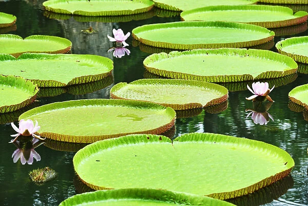 Blooming Water Lily, Victoria Regia, Sir Seewoosagur Rangoolam Botanical Garden