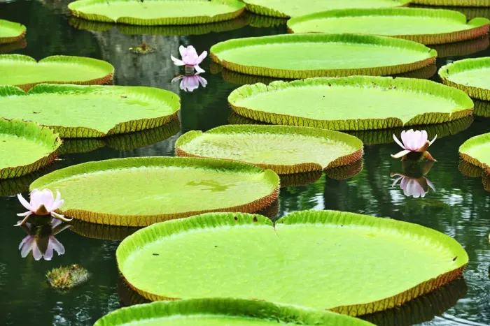 Framed Print : Blooming Water Lily, Victoria Regia, Sir Seewoosagur Rangoolam Botanical Garden