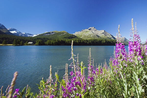 Blooming willowherb (epilobium) on the bank of the Lake Sils by Saint Moritz and the
