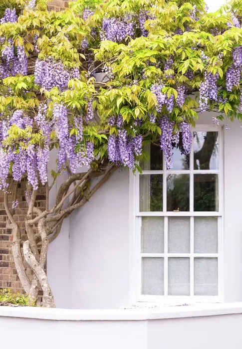 Framed Print : Blooming wisteria on a house in Chiswick, London, England Framed Print : Blooming wisteria on a house in Chiswick, London, England