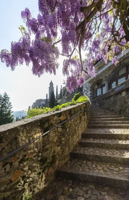 Framed Print : Blooming wisteria over the stairs on the way to the Santa Maria del Sasso church. Morcote Framed Print : Blooming wisteria over the stairs on the way to the Santa Maria del Sasso church. Morcote