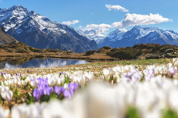 Bloomings of crocus in Orobie alps, Cardeto lake in Seriana valley, Bergamo province in Lombardy district, Italy