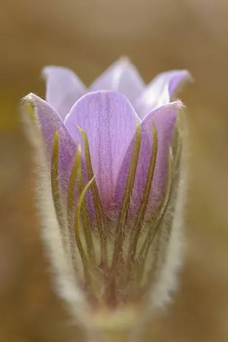Framed Print : Blossom of the prairie crocus (Anemone patens) Mars Hill Wildlife Management Area, Manitoba, Canada Framed Print : Blossom of the prairie crocus (Anemone patens) Mars Hill Wildlife Management Area, Manitoba, Canada