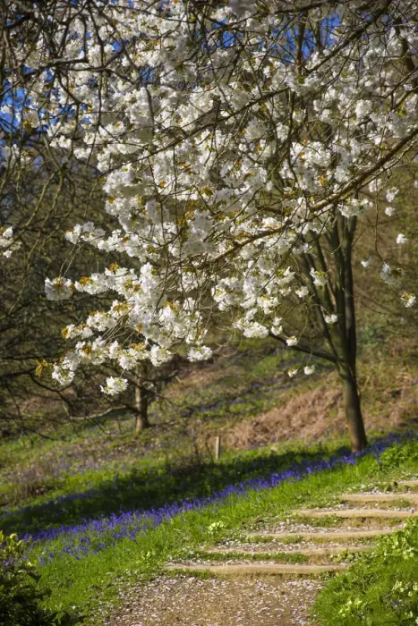 Framed Print : Blossom on tree in springtime, Surrey, England, UK Framed Print : Blossom on tree in springtime, Surrey, England, UK