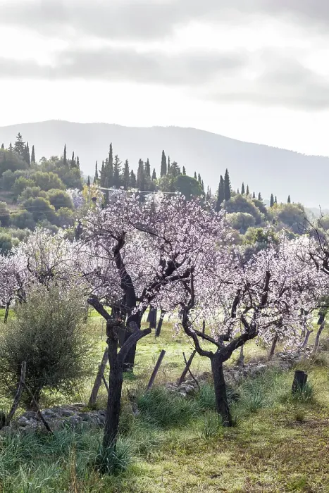Framed Print : Blossoming almond trees in the morning light near the village of Es Capdella, Mallorca, Balearic Islands, Spain Framed Print : Blossoming almond trees in the morning light near the village of Es Capdella, Mallorca, Balearic Islands, Spain