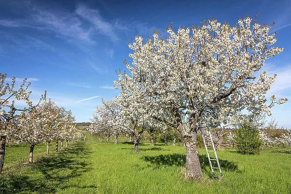 Blossoming cherry trees near Frauenstein, Wiesbaden, Hesse, Germany