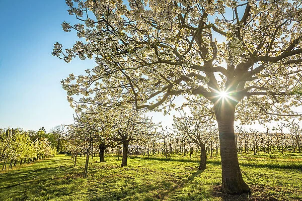 Blossoming cherry trees near Frauenstein, Wiesbaden, Hesse, Germany