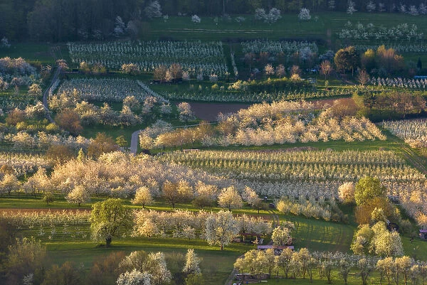 Blossoming cherry trees, Obereggenen, Markgraeflerland, Black Forest, Baden-Wurttemberg, Germany, Europe