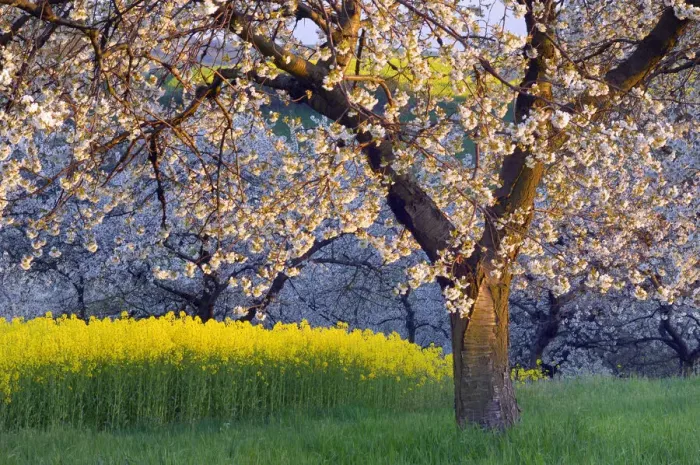 Framed Print : Blossoming Cherry Trees next Rape field, Thuringia, , Germany Framed Print : Blossoming Cherry Trees next Rape field, Thuringia, , Germany