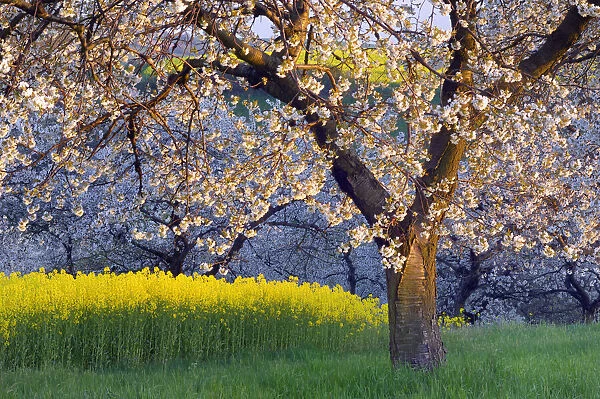 Blossoming Cherry Trees next Rape field, Thuringia, , Germany