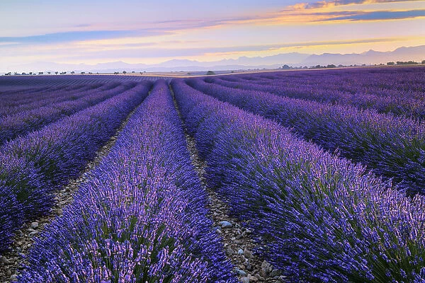 Blossoming Lavender field at dawn, (Lavendula augustifolia), Plateau de Valensole, Provence, Provence-Alpes-Cote d Azur, Alpes de Haute Provence, Southern France, France