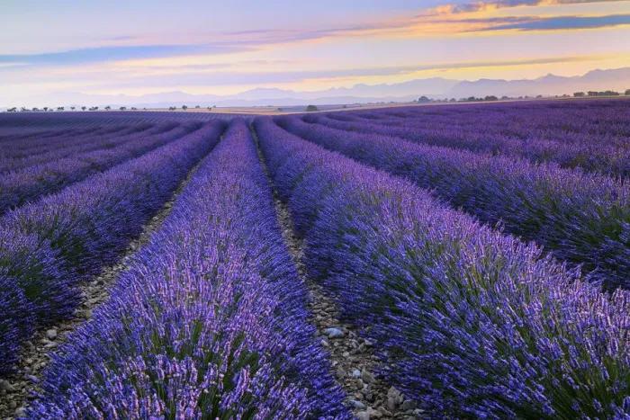 Framed Print : Blossoming Lavender field at dawn, (Lavendula augustifolia), Plateau de Valensole, Provence, Provence-Alpes-Cote d Azur, Alpes de Haute Provence, Southern France, France Framed Print : Blossoming Lavender field at dawn, (Lavendula augustifolia), Plateau de Valensole, Provence, Provence-Alpes-Cote d Azur, Alpes de Haute Provence, Southern France, France