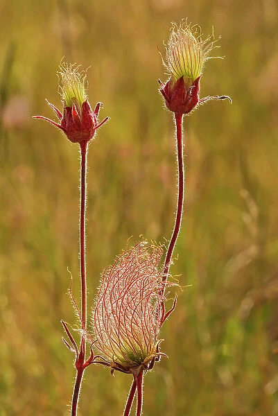 Blossoms and seed head of the Three-flowered avens (Geum triflorum) in a meadow. Also known as Prairie Smoke. Birds Hill Provincial Park, Manitoba, Canada