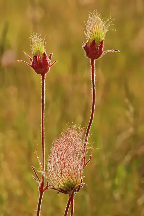 Framed Print : Blossoms and seed head of the Three-flowered avens (Geum triflorum) in a meadow. Also known as Prairie Smoke. Birds Hill Provincial Park, Manitoba, Canada