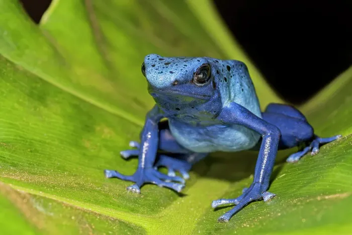 Framed Print : Blue Azureus Dart Frog (Dendrobates tinctorius azureus') - captive bred Framed Print : Blue Azureus Dart Frog (Dendrobates tinctorius azureus') - captive bred