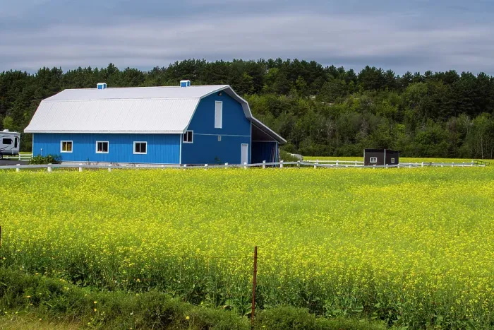 Framed Print : Blue barn and canola field, Chelmsford, Ontario, Canada Framed Print : Blue barn and canola field, Chelmsford, Ontario, Canada