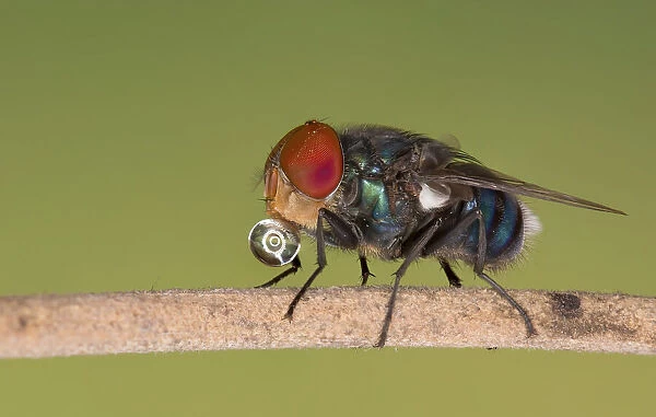 Blue bottle fly, Dhaka, Bangladesh