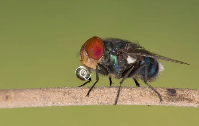 Framed Print : Blue bottle fly, Dhaka, Bangladesh