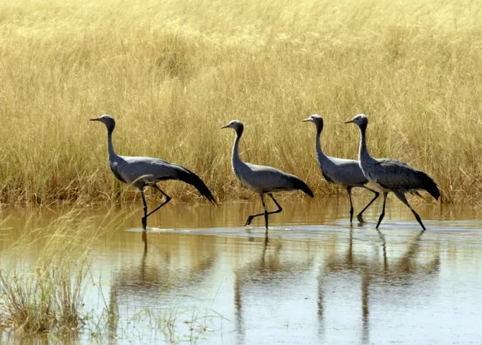 Framed Print : Four blue cranes Framed Print : Four blue cranes