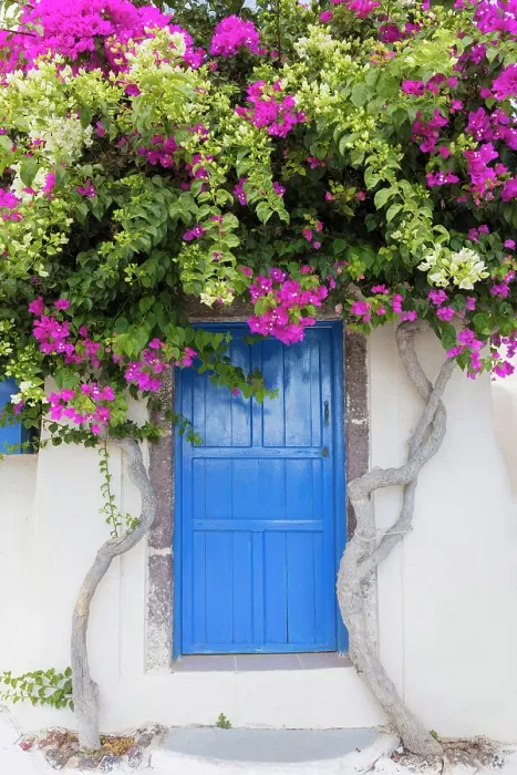 Framed Print : Blue door and bougainvillea, Emporio, Santorini, Cyclades Islands, Greece, Europe